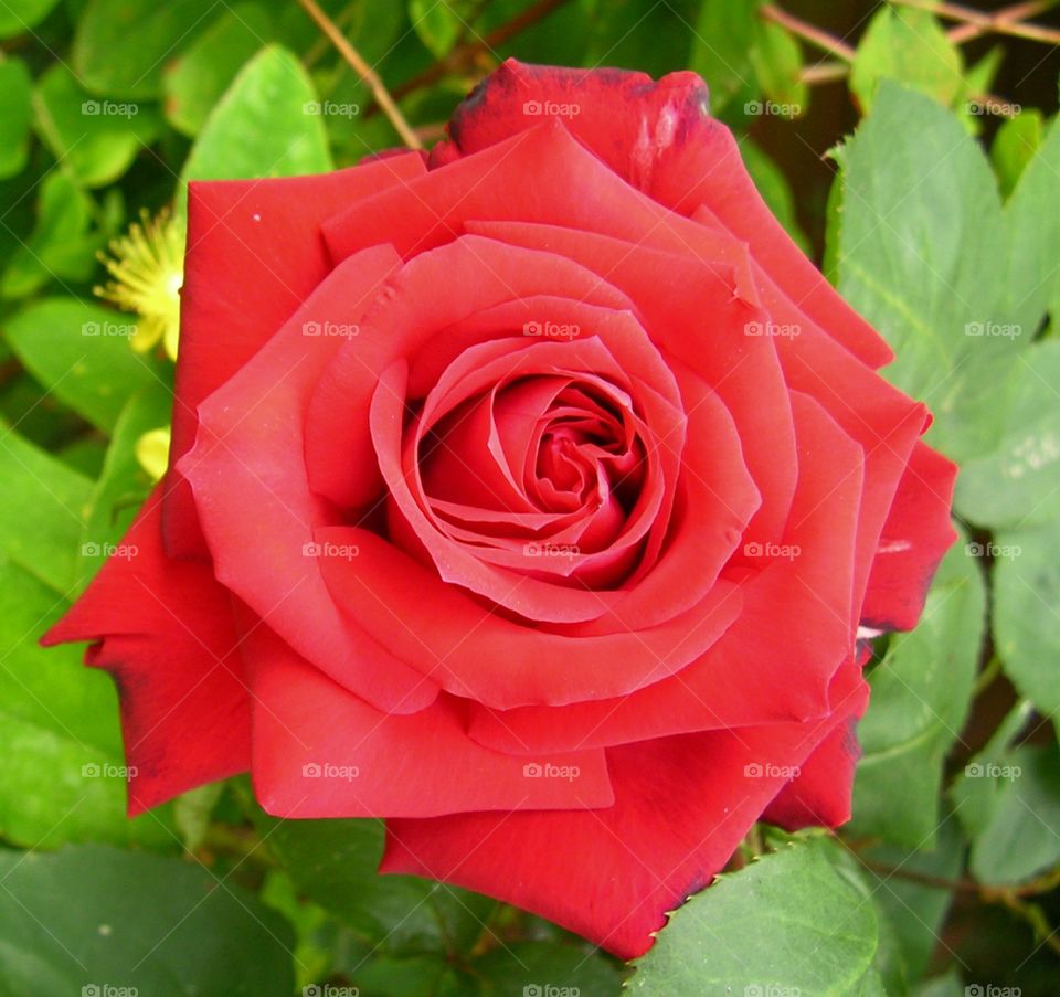 A red rose