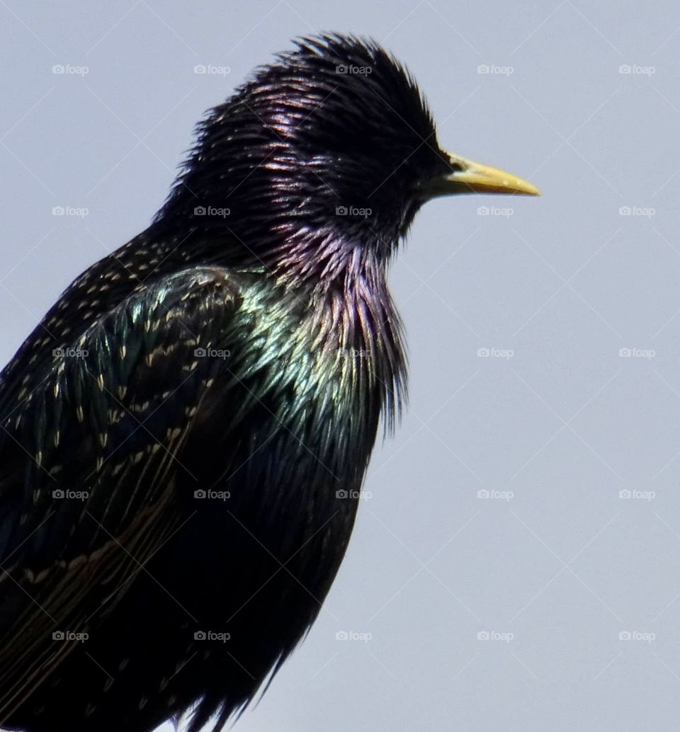 Starling iridescent 