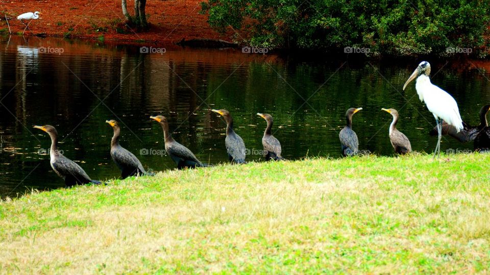 Wood stork and friends