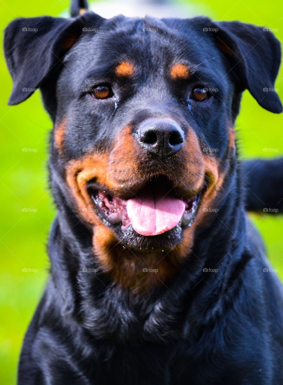 Rottweiler. A beautiful rottweiler bitch