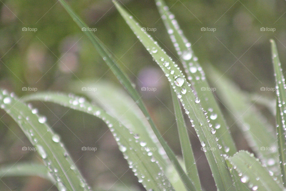 Dewdrops