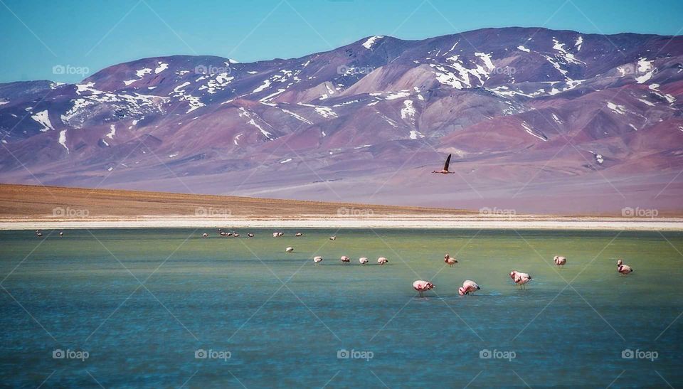 flamingos in altiplanni lagoon