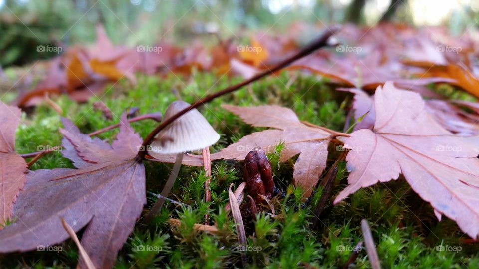 macro mushroom and moss dark