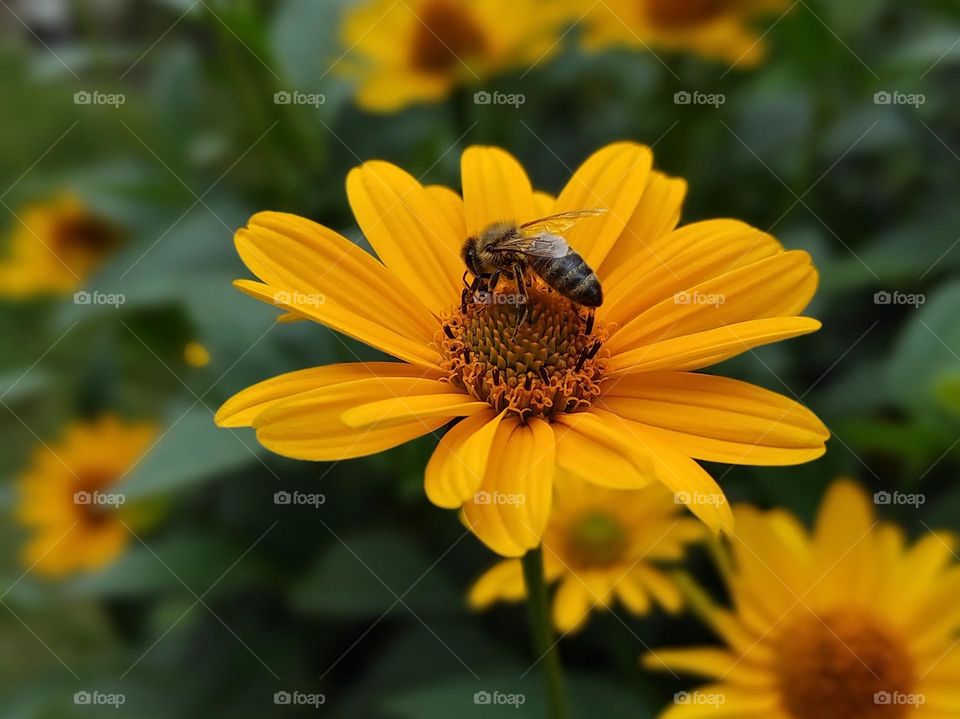 Bee on flower
