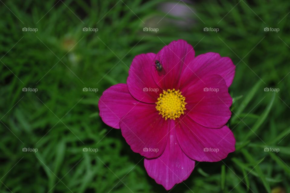 Fly on flower