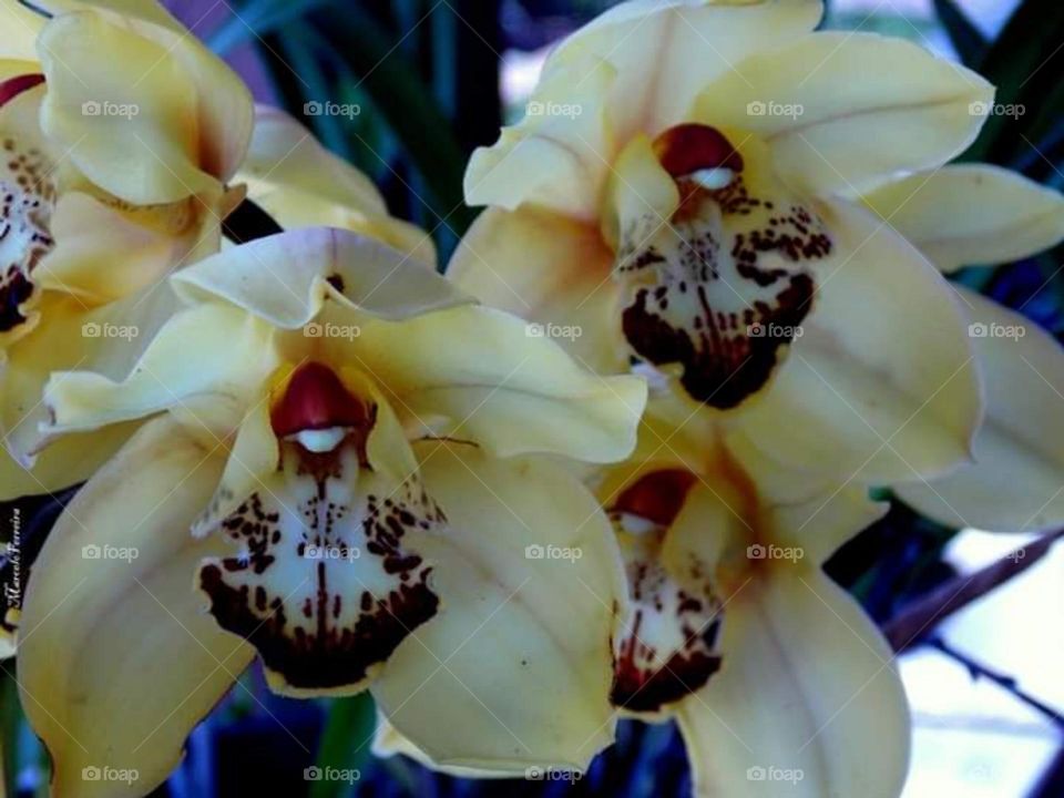 orquídea