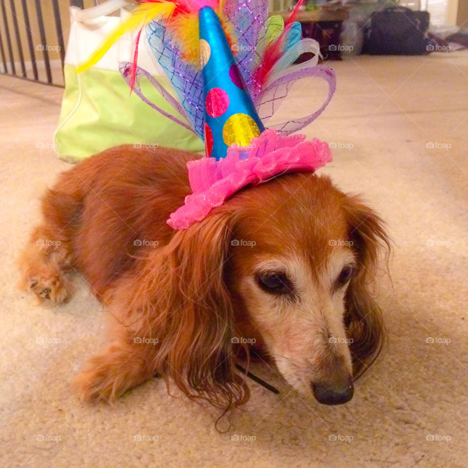 Dog wearing party hat