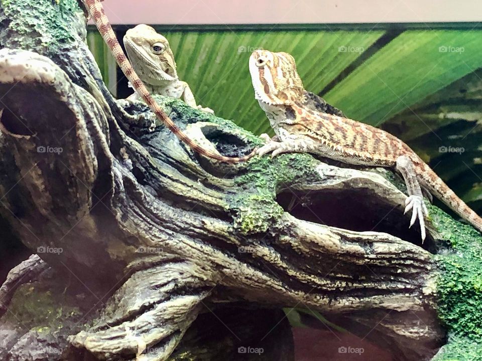 Zoomed in on the lizards 🦎🌿