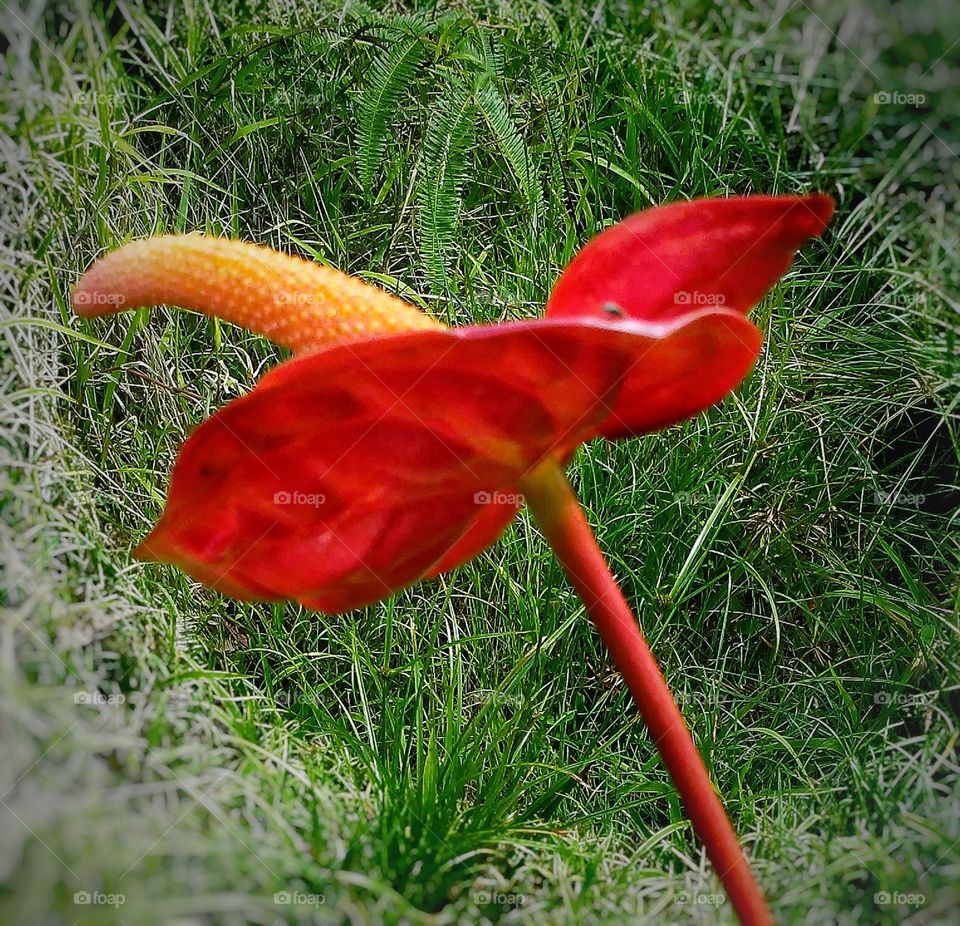 Anthurium (red)