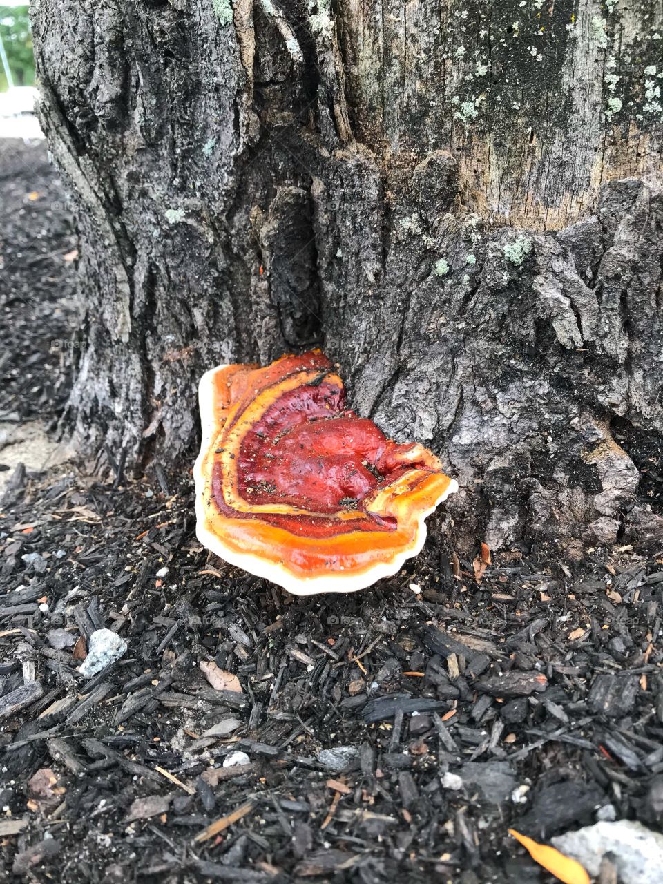 Tree mushroom 