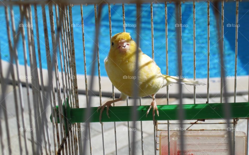 Yellow Canary. Tweety bird