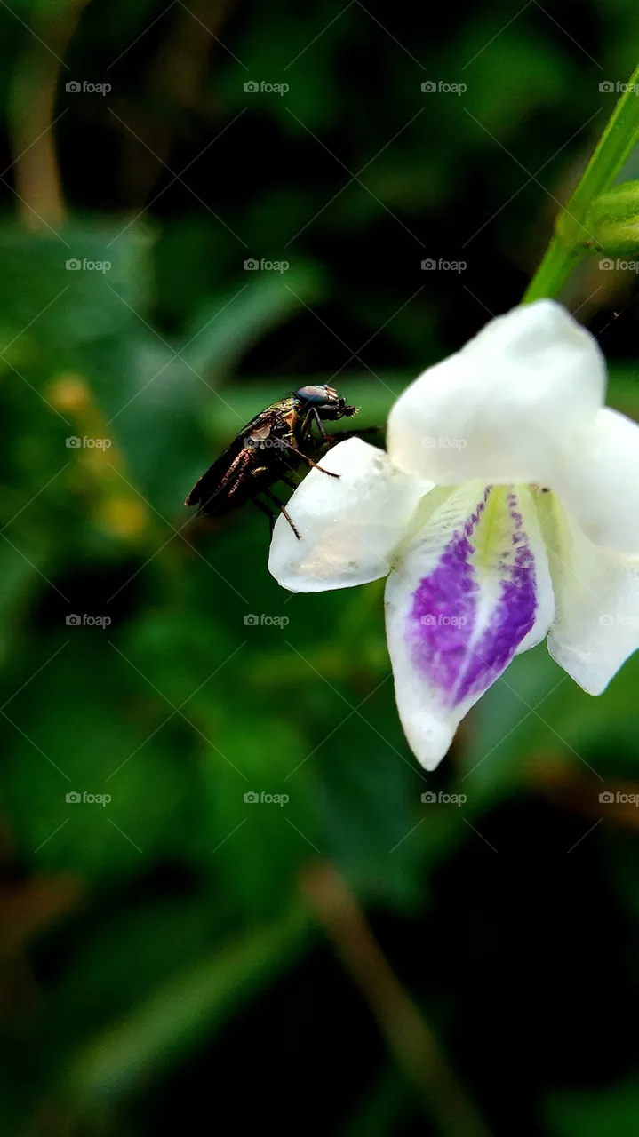 bee
