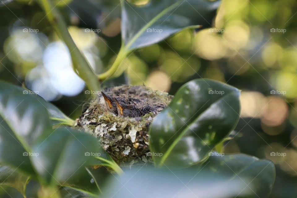 Babies growing in a nest