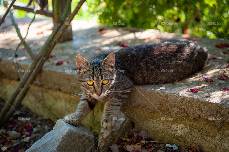 In the photo there is an ordinary Street cat with very beautiful eyes, lives in the Nikitsky Botanical Garden, in Crimea