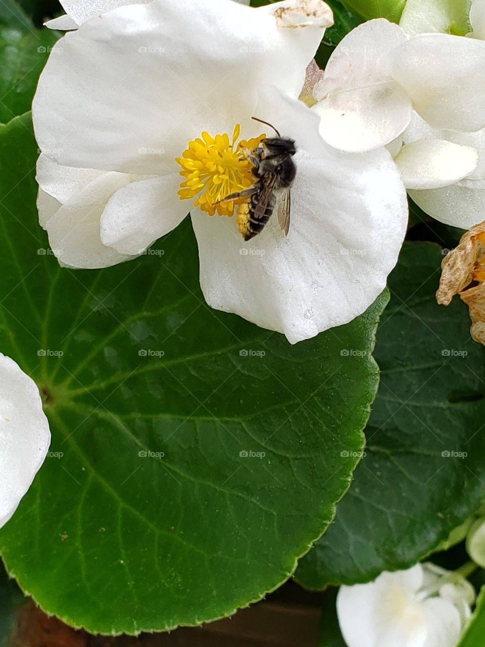 Bee pollination
