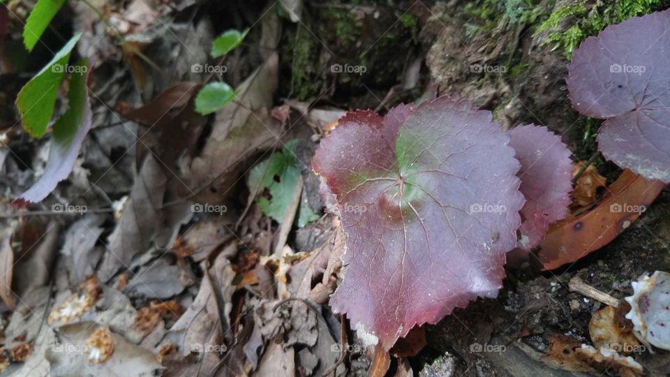Close-up of dark red and green leaf on a hiking trail.