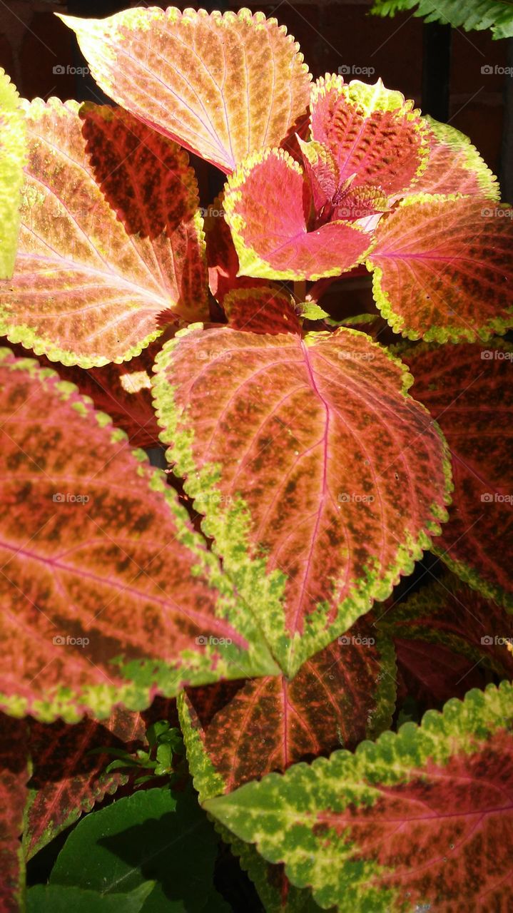 Leaf, Nature, Flora, No Person, Garden