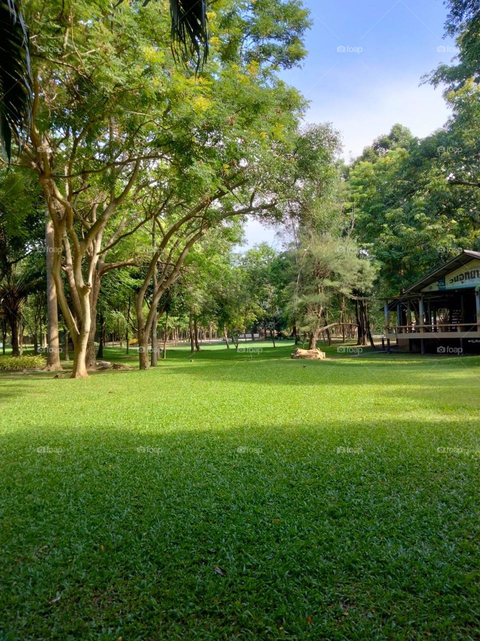 Sunny day green field