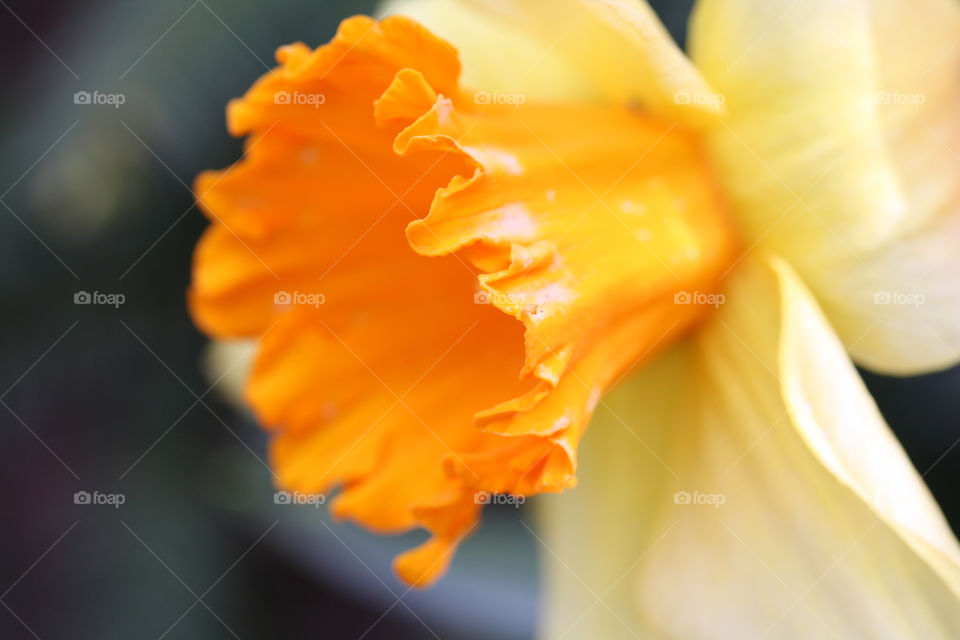 Daffodil close up