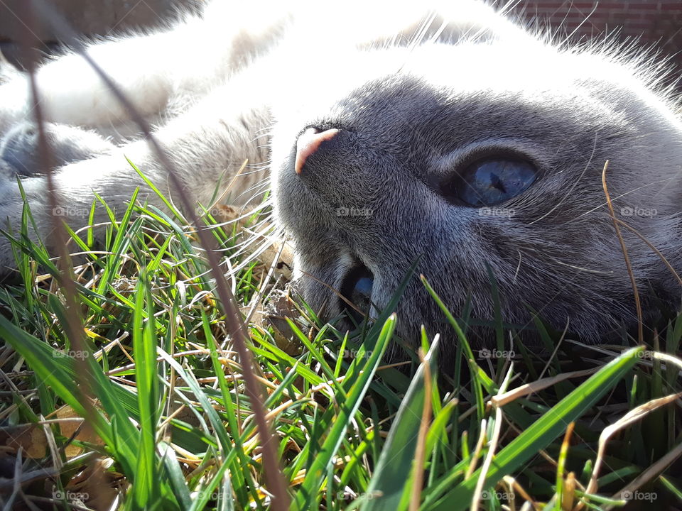 Siamese Tabby Cat Sunshine and Grass