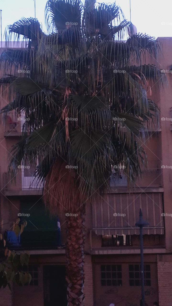 palmera