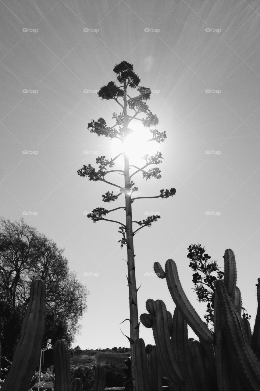 Low angle view of cactus plant