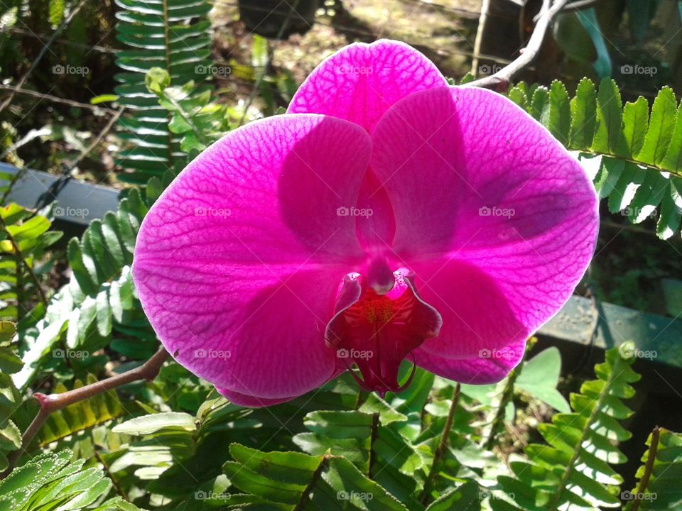 Beauty of Orchid