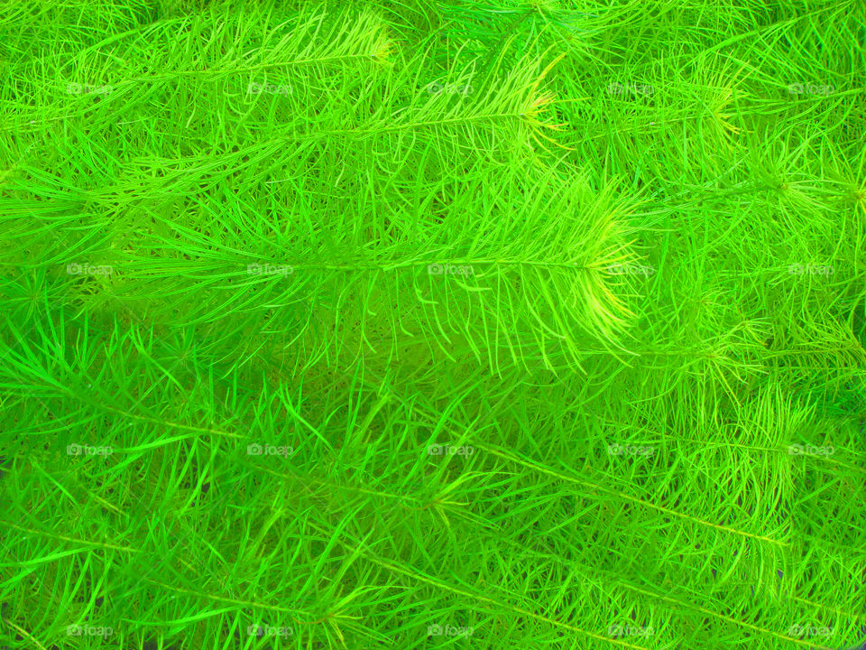 bright green thin leaves