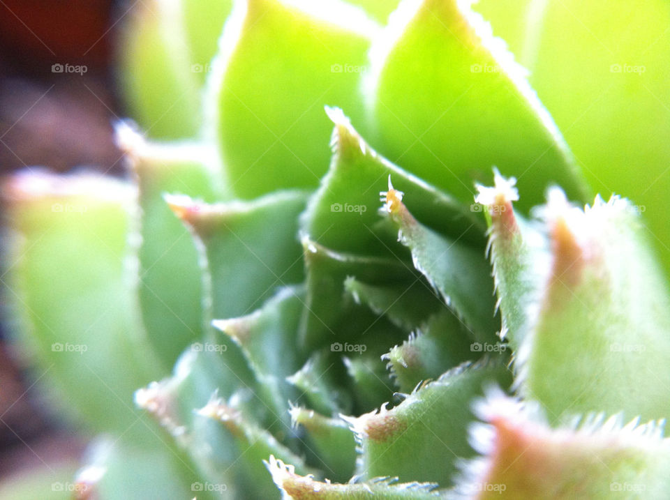green of cactus focus by munda.net