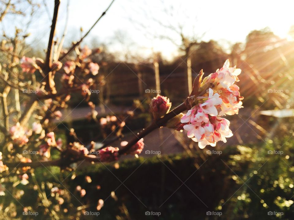 Spring. Blooming tree