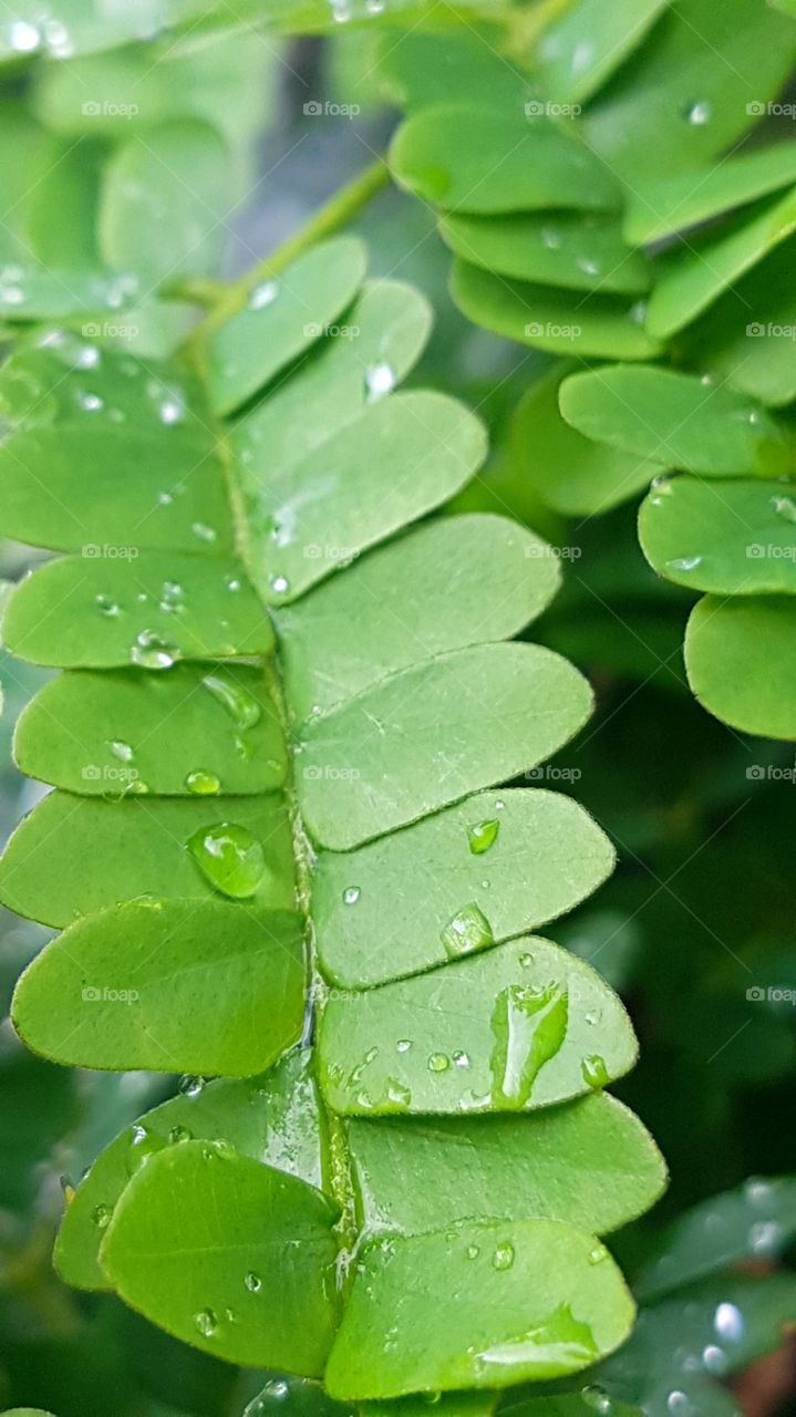 A wet leaf after rain