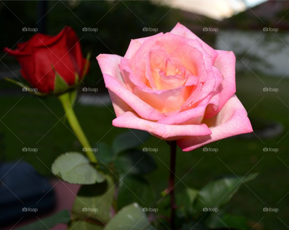 Pink and Red Roses