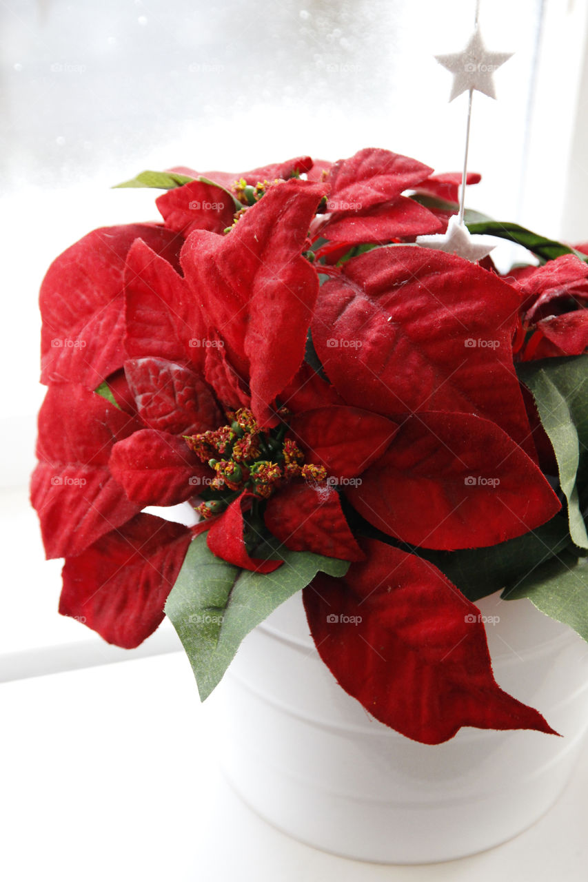 Red Christmas flower with a star 