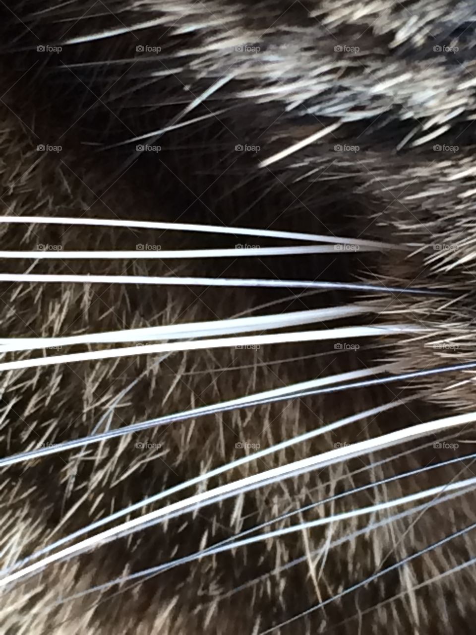 Cat whiskers 