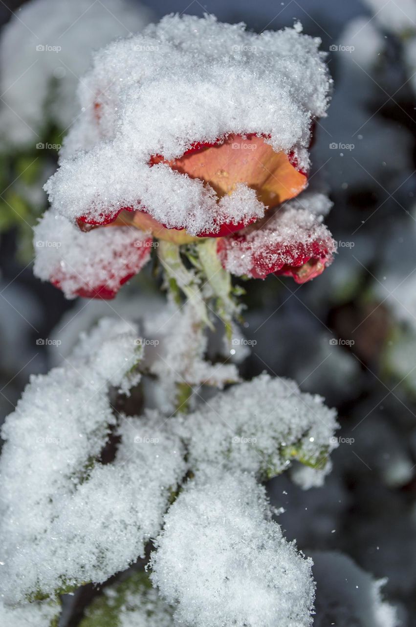 Rose under the snow.