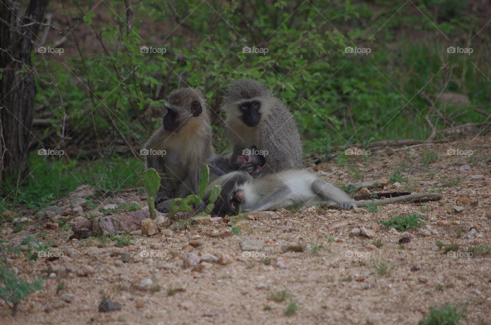 Baboon family South Africa