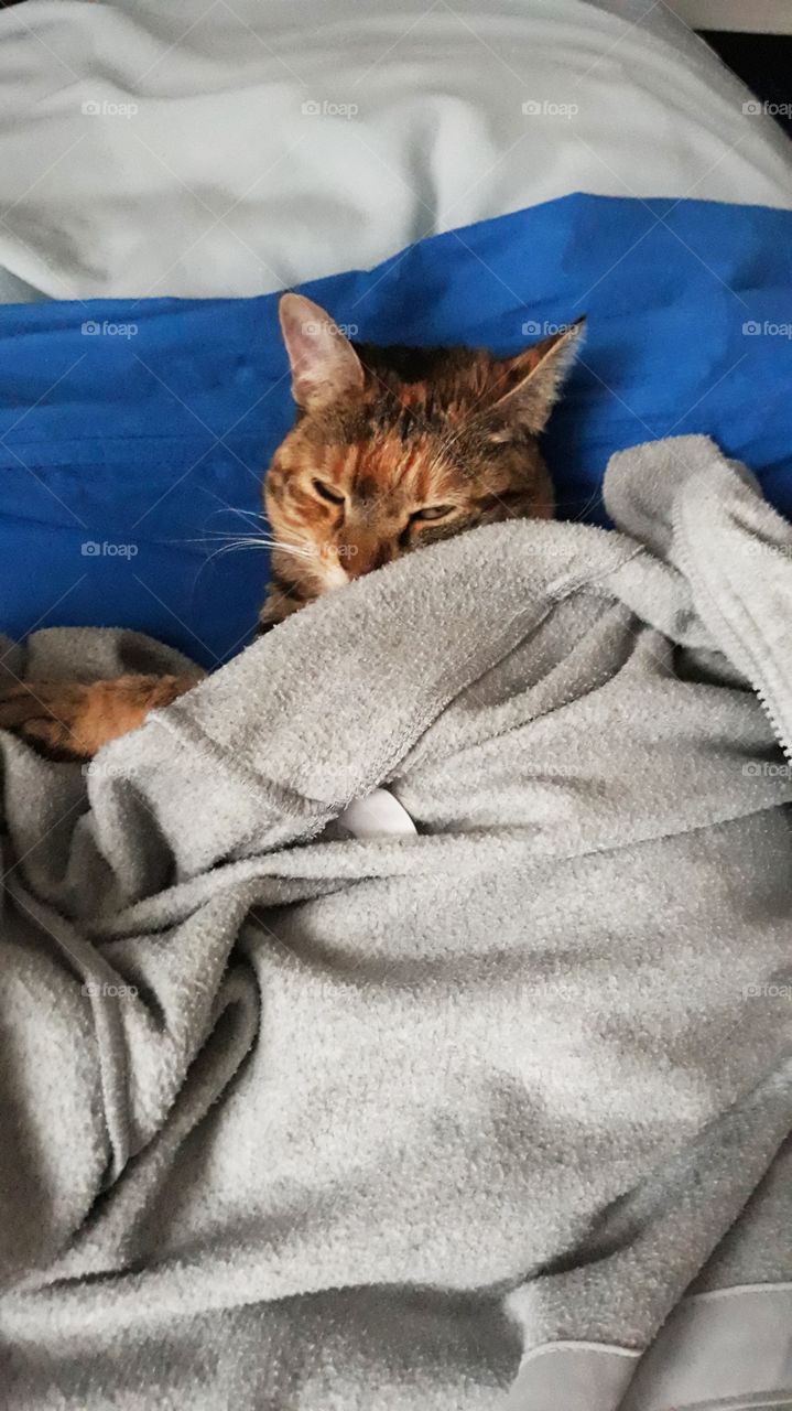 Cosy Cat