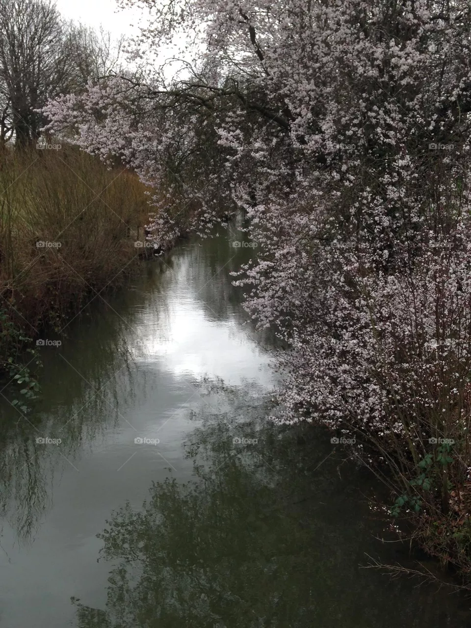Quiet reflection 