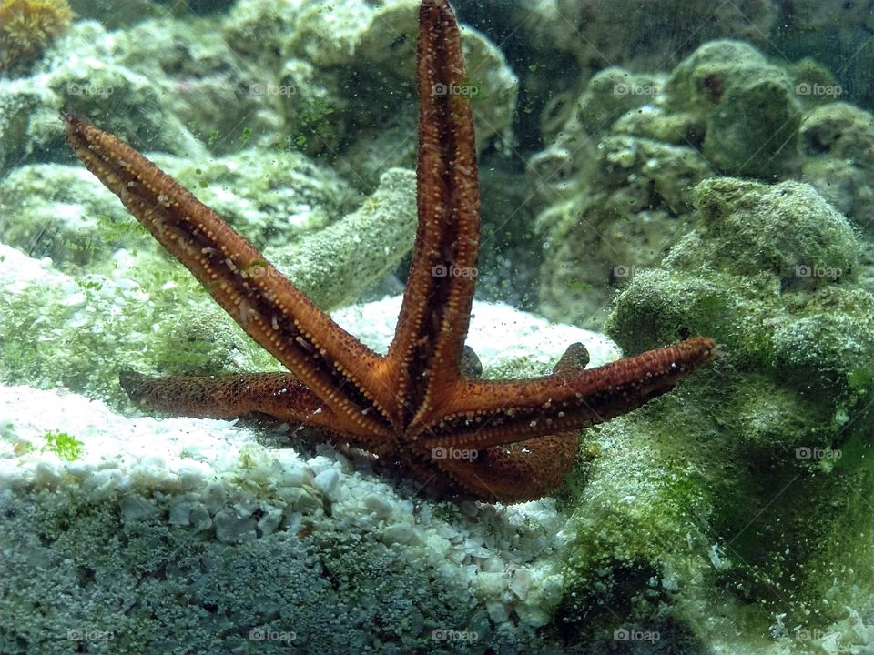 a red six legged starfish