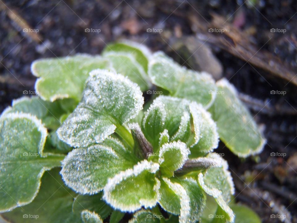 Intruder (between thyme seedlings)