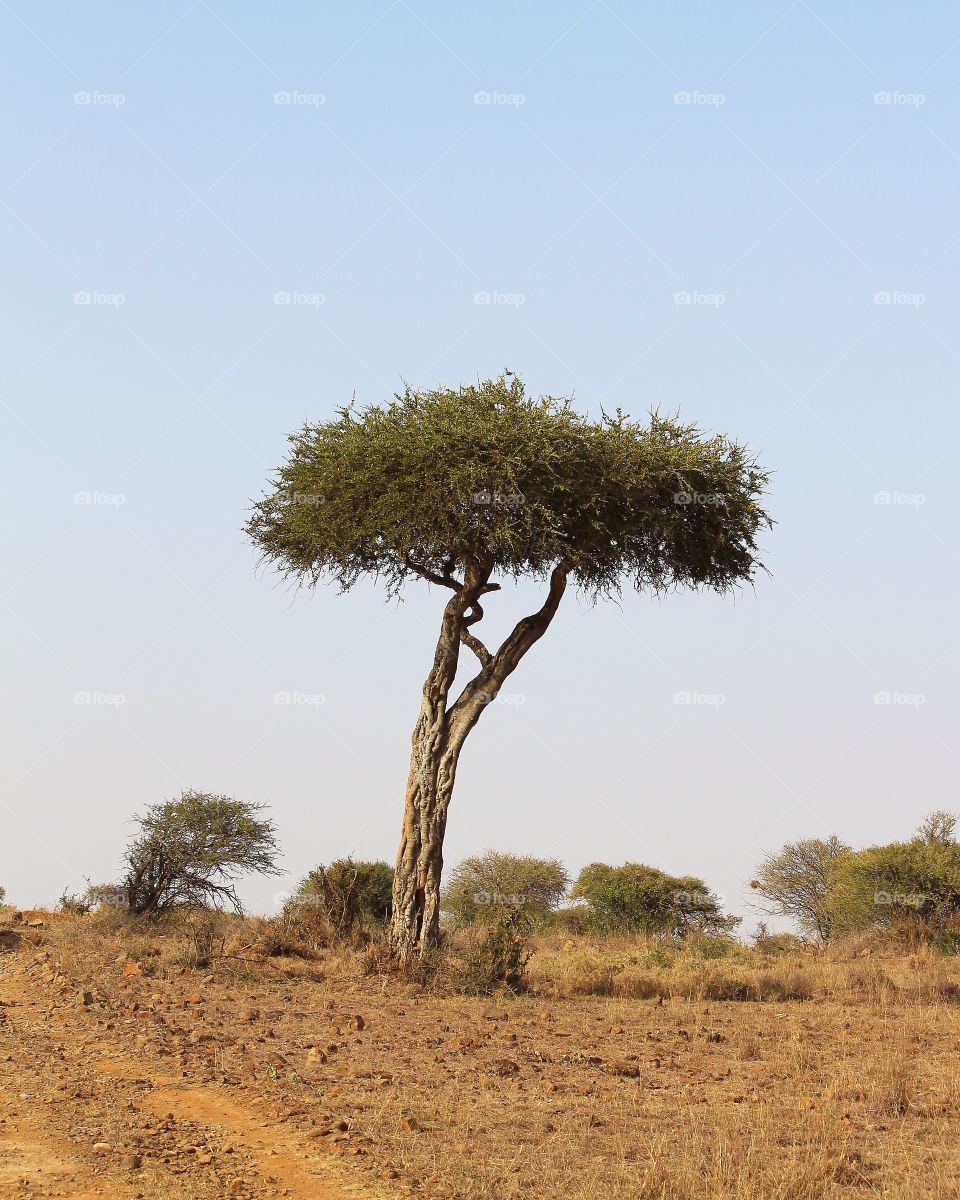 A solitary tree against a blue sky in the African savannah.