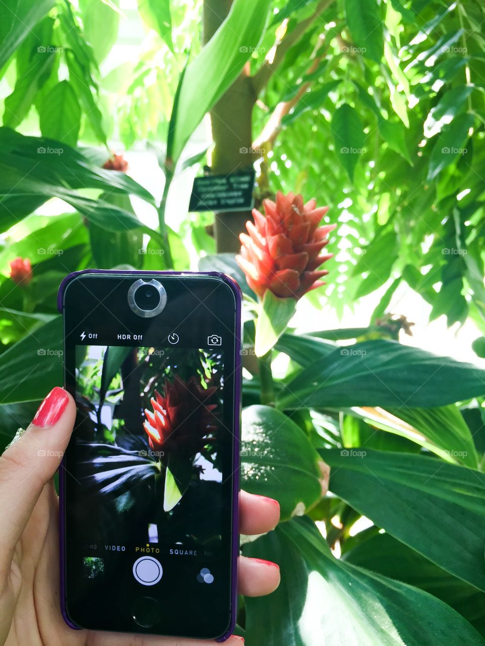 Plants Galore. Inside the Conservatory
