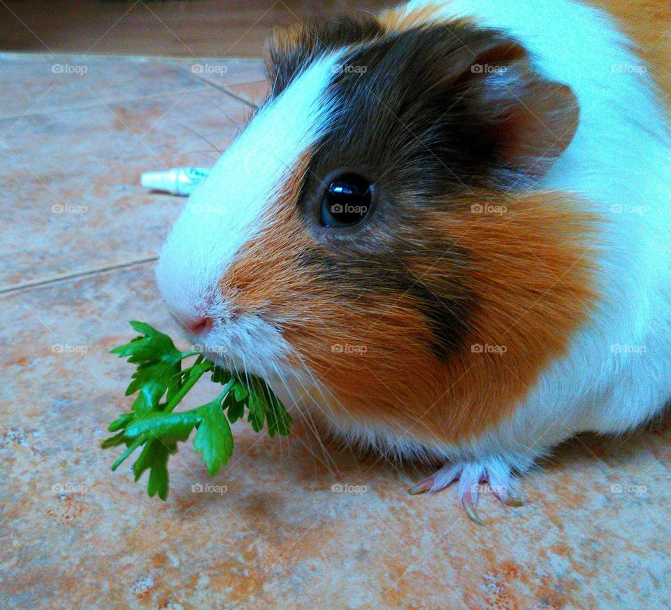Close-up of guinea pig eating cilantro