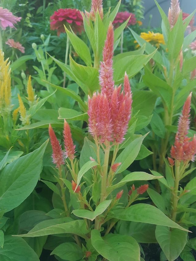 cockscomb flower in the garden