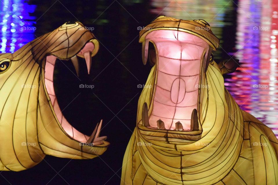 Hippo Lanterns