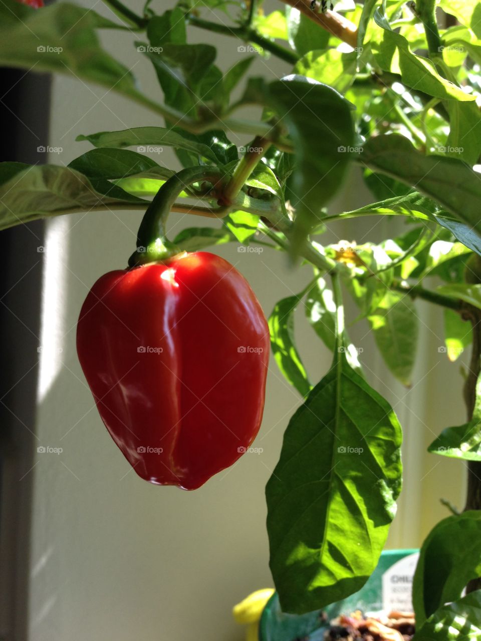 Shiny chilli pepper 