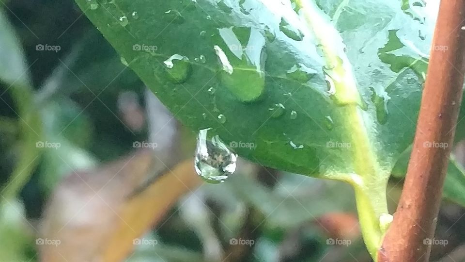 Leaf, Flora, Nature, Drop, Rain