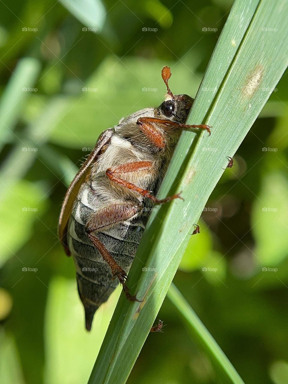 Little in his macro life