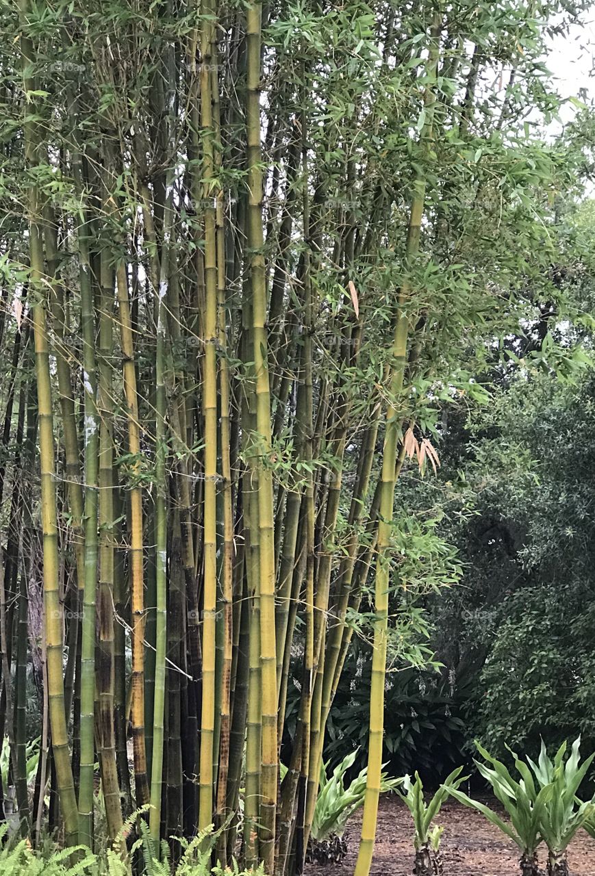 Bamboo grove 