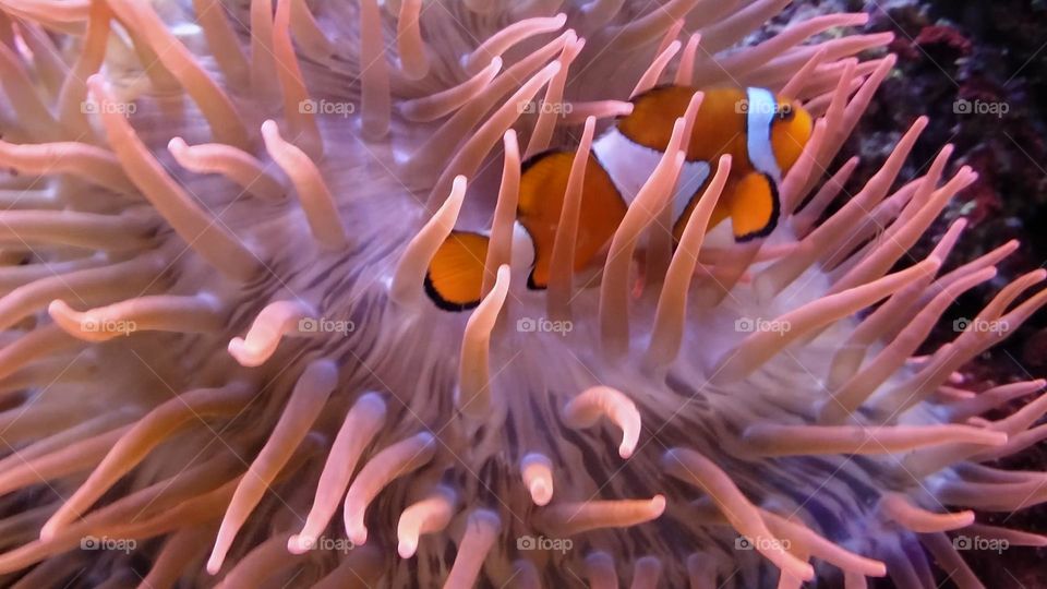 Beautiful Nemo clown fish in pink anemone